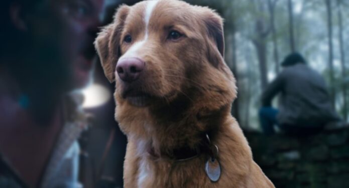 Good Boy Indy Oscar