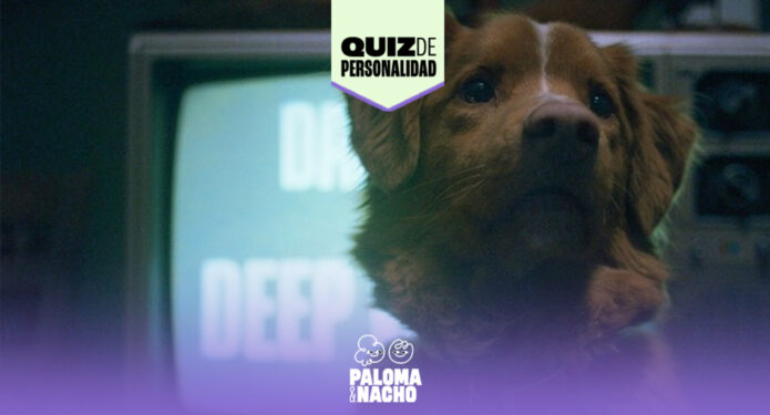 Good Boy Quiz