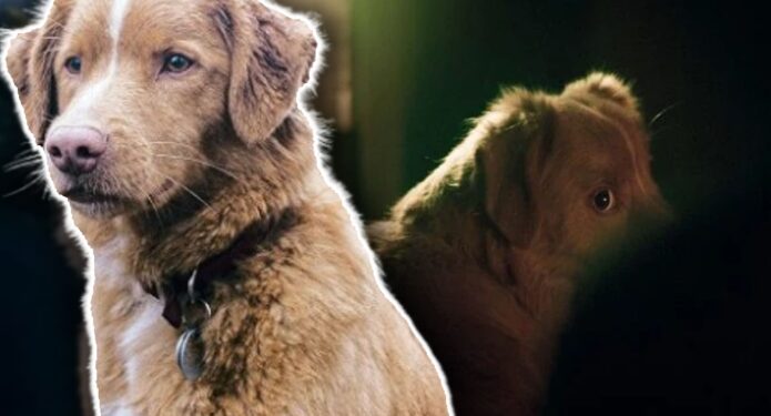 Efecto Kuleshov Good Boy