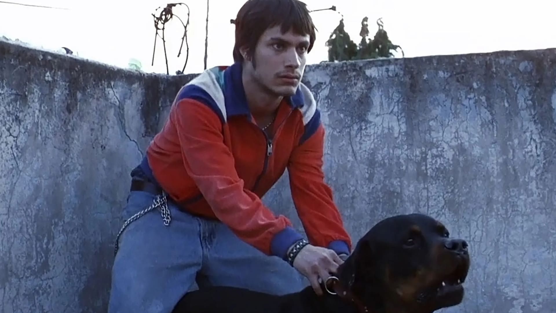 Amores perros Gael García