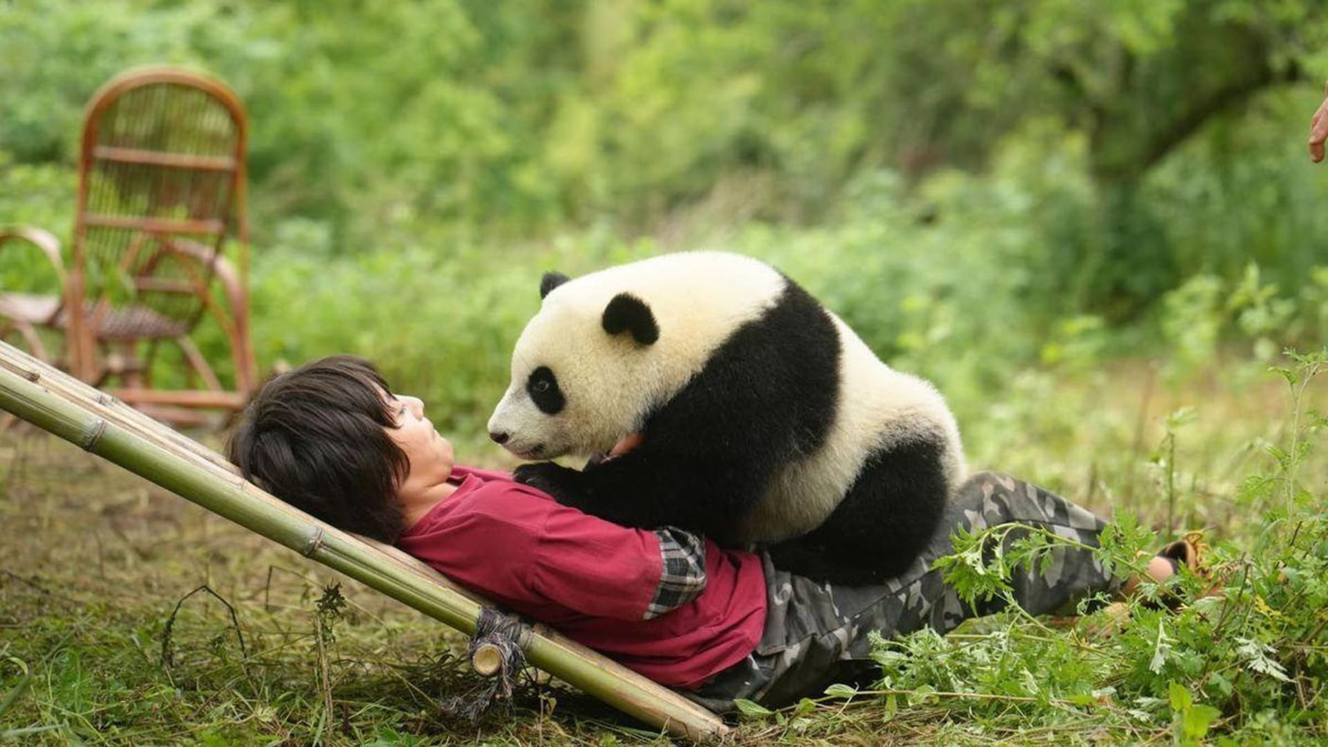Mi amigo panda cinépolis