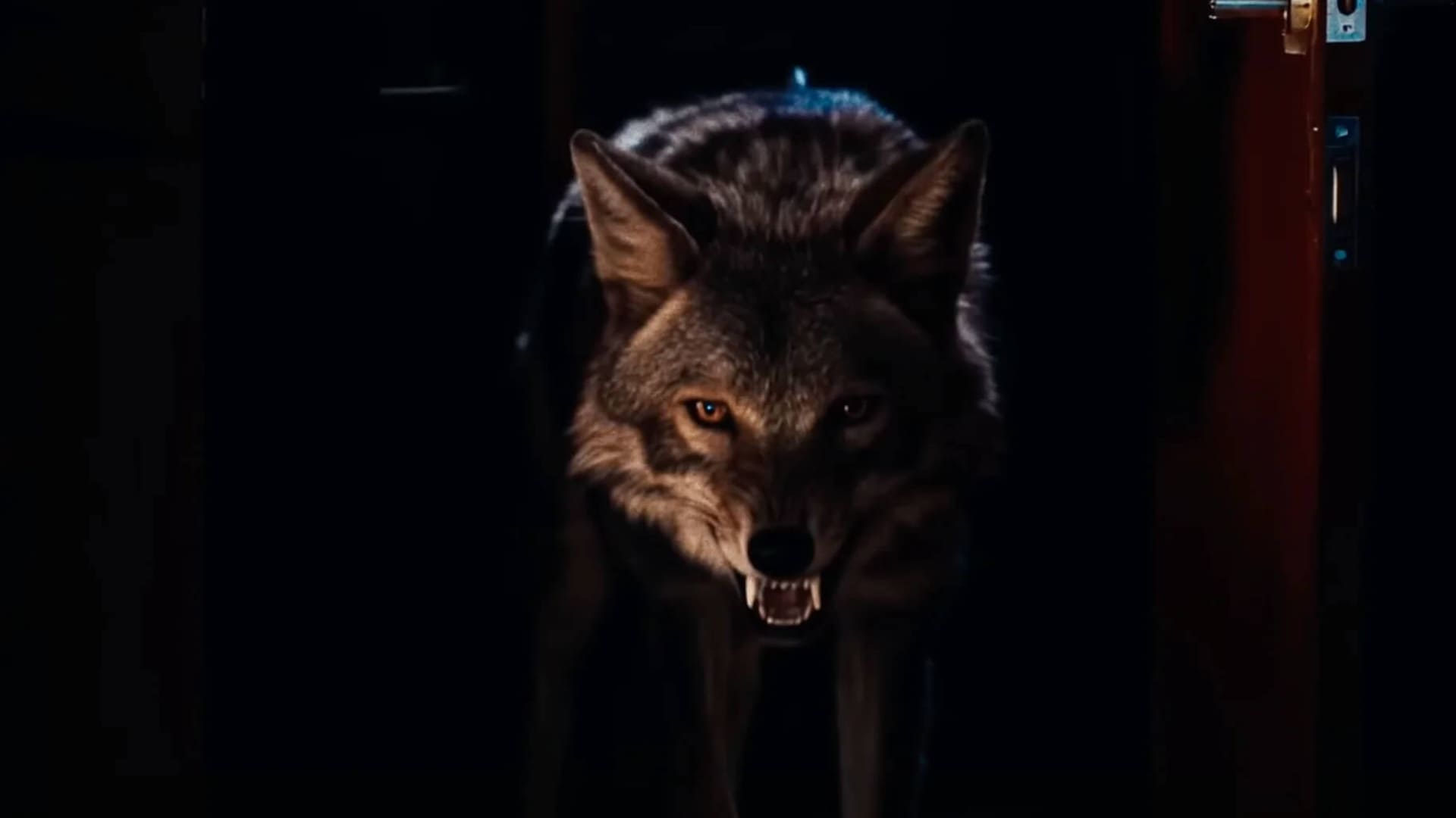 Coyotes película cartelera cinépolis