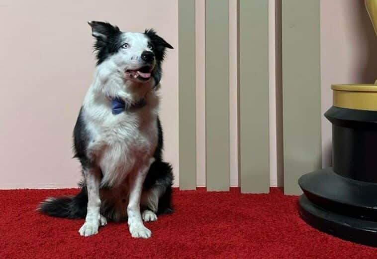 página perro