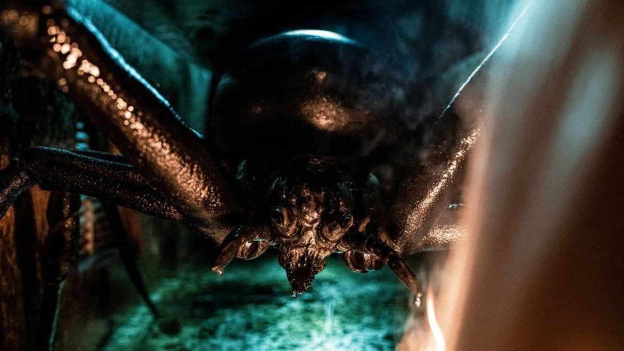 Sting Araña asesina razones para ver la película